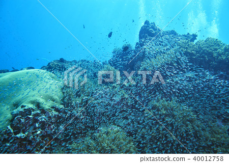 Fish on underwater coral reef 40012758