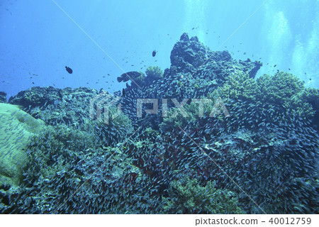 Fish on underwater coral reef 40012759