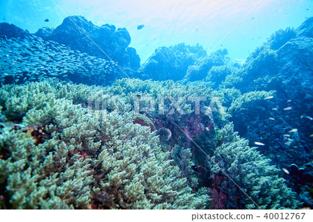 Fish on underwater coral reef 40012767