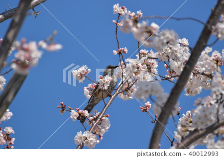 Cherry blossoms and birds in Mizumoto Park Cherry blossoms and birds in Mizumoto Park 40012993