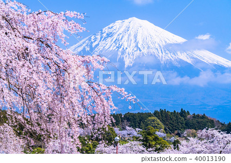 “靜岡縣”富士山和櫻花盛開 40013190