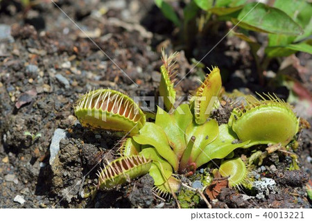 Carnivorous plants insectivorous plants Carnivorous plants insectivorous plants 40013221