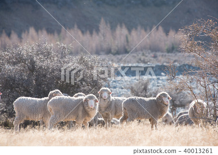 一隻羊 一隻羊 40013261