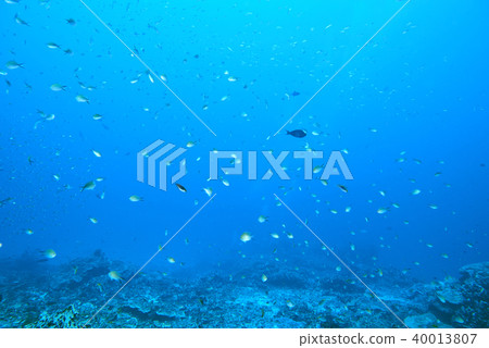 Fish on underwater coral reef 40013807