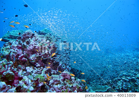 Fish on underwater coral reef 40013809