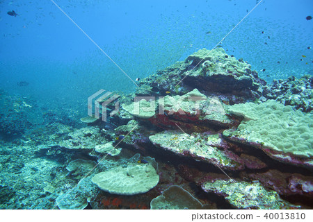 Fish on underwater coral reef 40013810