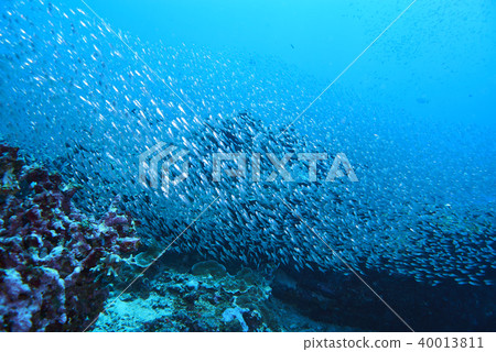 Fish on underwater coral reef 40013811