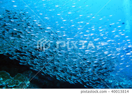 Fish on underwater coral reef 40013814