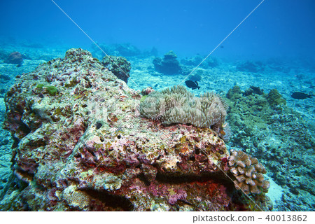 Fish on underwater coral reef 40013862