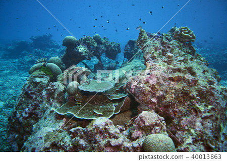 Fish on underwater coral reef 40013863