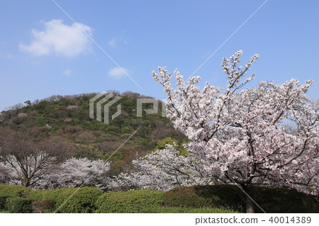 櫻花和Koshiyama 櫻花和Koshiyama 40014389