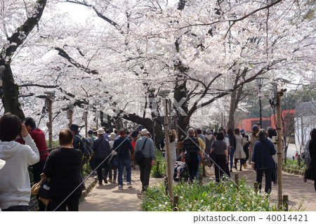 千鳥淵綠道（左側有護城河）（東京都千代田區） 40014421