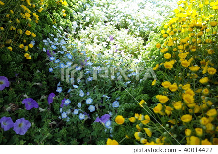 花卉景觀 40014422