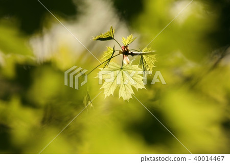 Spring maple leaf in the forest Spring maple leaf in the forest 40014467