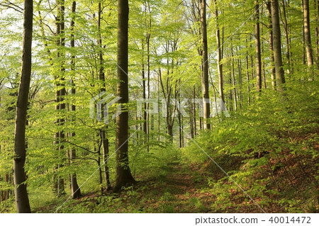 Spring beech forest Spring beech forest 40014472