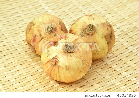 新洋蔥 新洋蔥 40014859