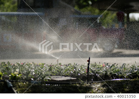 Tottori Four seasons walk Spring Flower Corridor 40015350