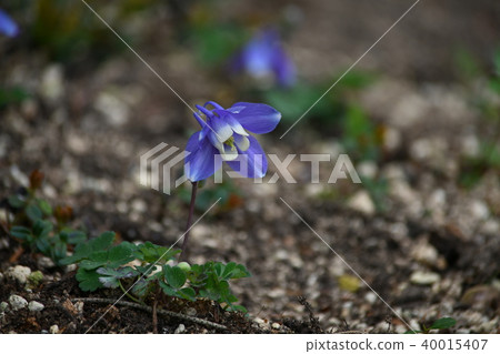 Miyama Oda Maki of Hakone Wet Flower Garden Miyama Oda Maki of Hakone Wet Flower Garden 40015407