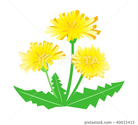 Dandelion flower Dandelion flower 40015415
