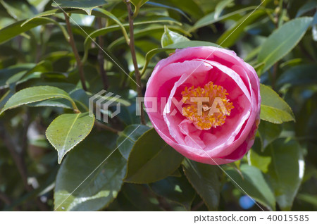 Camellia Camellia 40015585