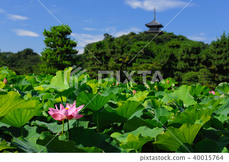 Kanagawa Prefecture Yokohama City Sanjoen Summer 40015764
