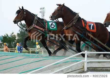 Banged賽馬 Banged賽馬 40015928