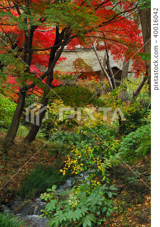 Kanagawa Prefecture Yokohama City Sanjoen Autumn 40016042