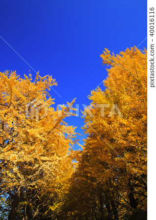 Ginkgo Tree Glistening in Golden on Blue Sky Back 40016116