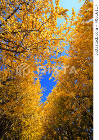 Ginkgo Tree Glistening in Golden on Blue Sky Back 40016117