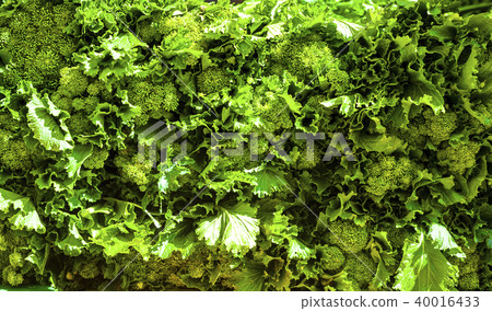 Close up fresh broccoli rabe - Cima di rapa Close up fresh broccoli rabe - Cima di rapa 40016433
