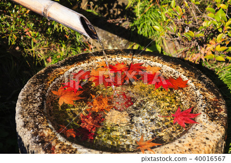 Water falling from bamboo leaves and bamboo with a few sheets of autumn leaves floating in the garden 40016567