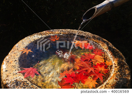 Water falling from bamboo leaves and bamboo with a few sheets of autumn leaves floating in the garden Water falling from bamboo leaves and bamboo with a few sheets of autumn leaves floating in the garden 40016569