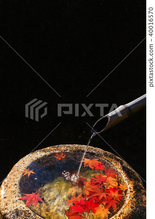 Water falling from bamboo leaves and bamboo with a few sheets of autumn leaves floating in the garden 40016570