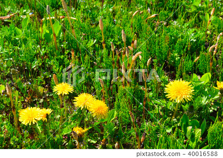 Spring dandelion Spring dandelion 40016588