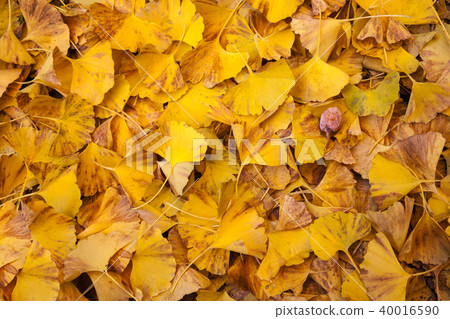 Fallen leaves of many ginkgos on the screen Fallen leaves of many ginkgos on the screen 40016590