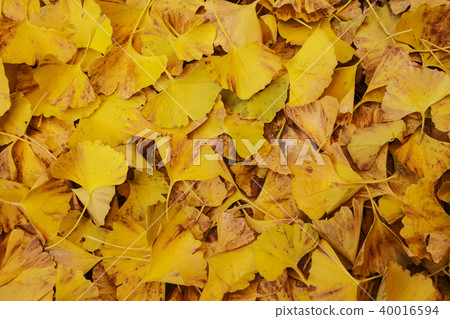 Fallen leaves of many ginkgos on the screen 40016594