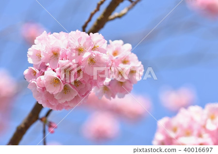 Blossom tree. Nature background , Spring flowers. 40016697