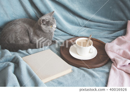 British cute cat resting on cozy blue pled. Hygge. 40016926