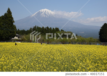 Rape flower and Fuji Rape flower and Fuji 40017151