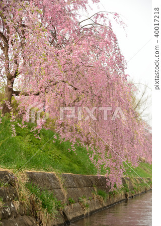 大通市Keitoku公園的Sidare Zakra 大通市Keitoku公園的Sidare Zakra 40017218