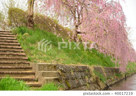 大通市Keitoku公園的Sidare Zakra 大通市Keitoku公園的Sidare Zakra 40017219