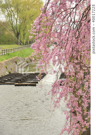 大通市Keitoku公園的Sidare Zakra 大通市Keitoku公園的Sidare Zakra 40017228