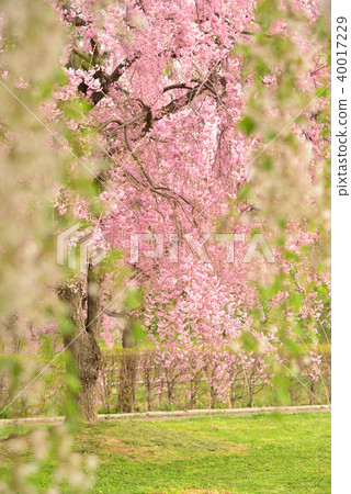 大通市Keitoku公園的Sidare Zakra 大通市Keitoku公園的Sidare Zakra 40017229