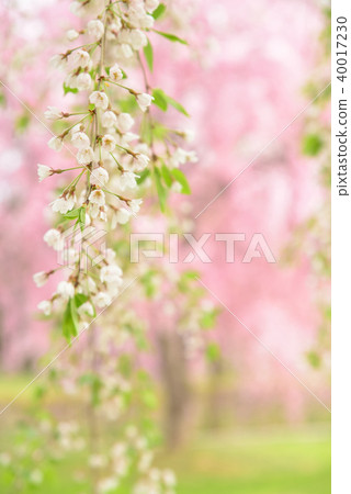 大通市Keitoku公園的Sidare Zakra 大通市Keitoku公園的Sidare Zakra 40017230