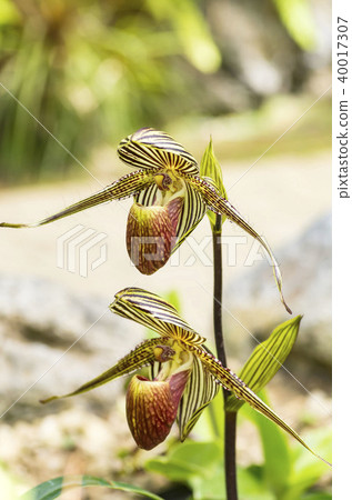 Paphiopedilum Paphiopedilum 40017307