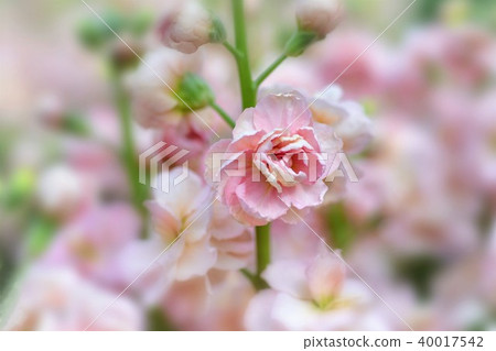 Stock flowers 40017542