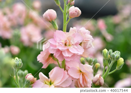 Stock flowers 40017544