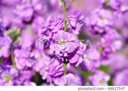 Stock flowers Stock flowers 40017547
