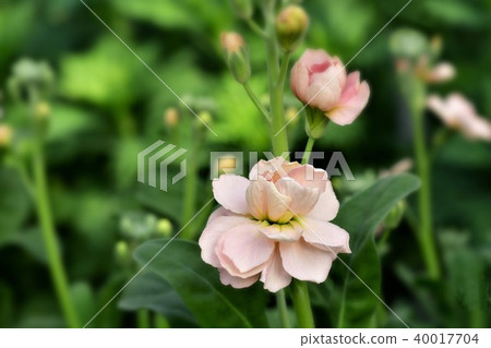 Stock flowers 40017704