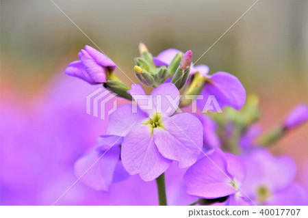 Stock flowers 40017707